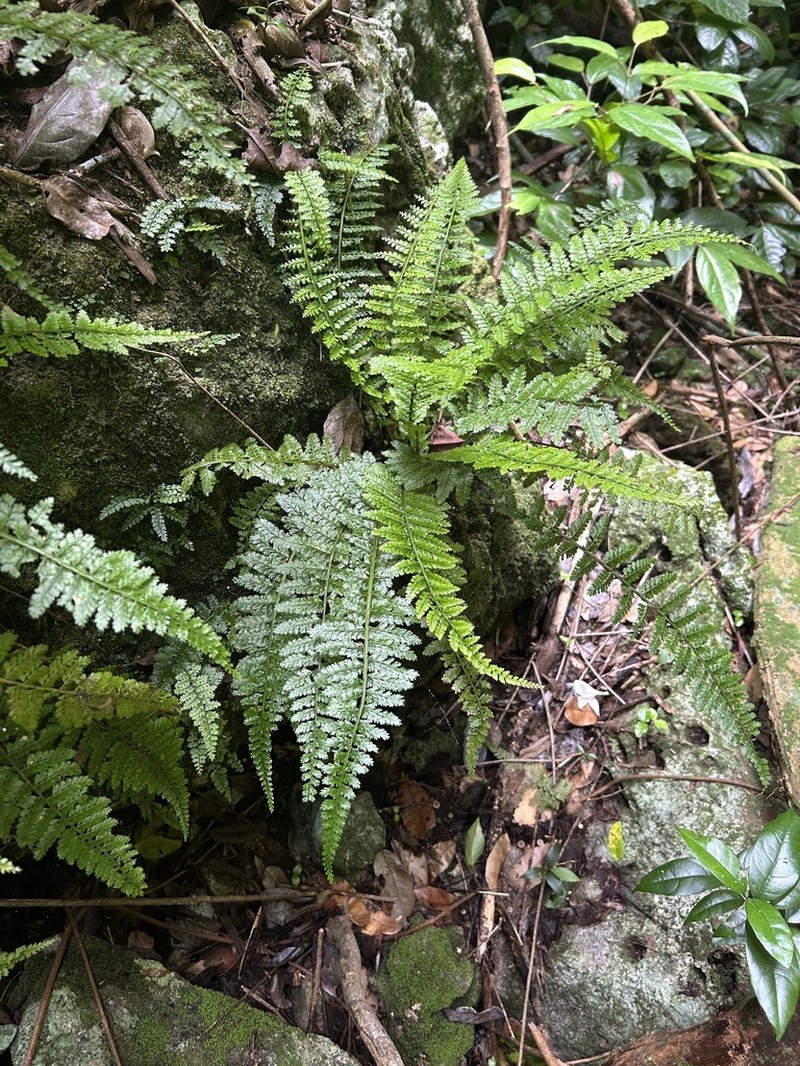 Rockledge Spleenwort