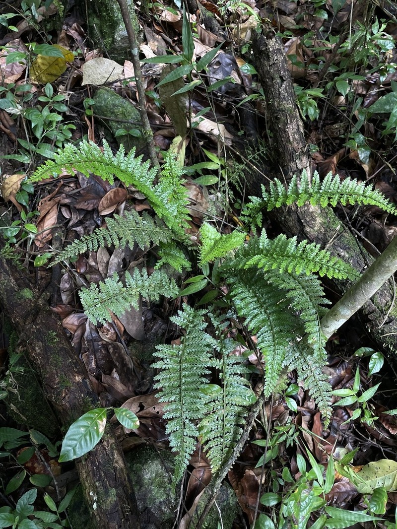 Rockledge Spleenwort photo 2
