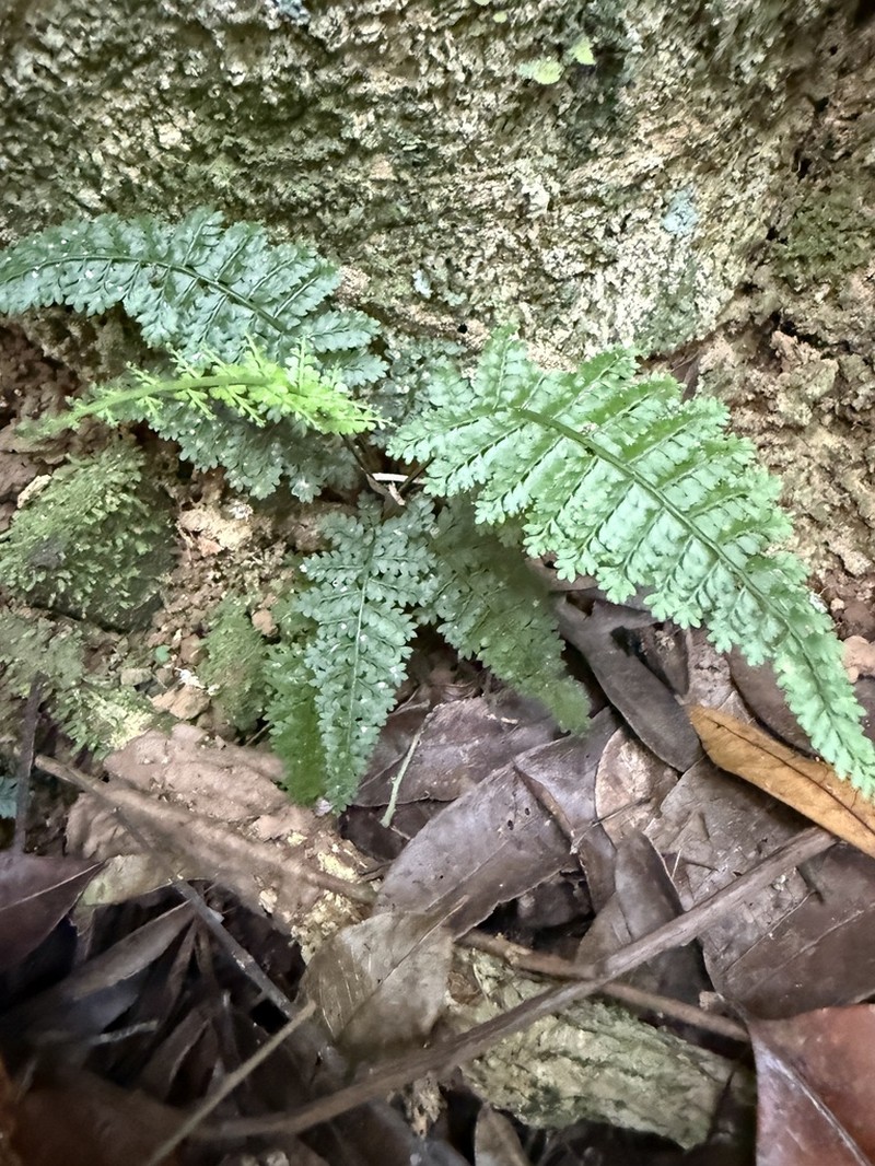 Rockledge Spleenwort photo 3