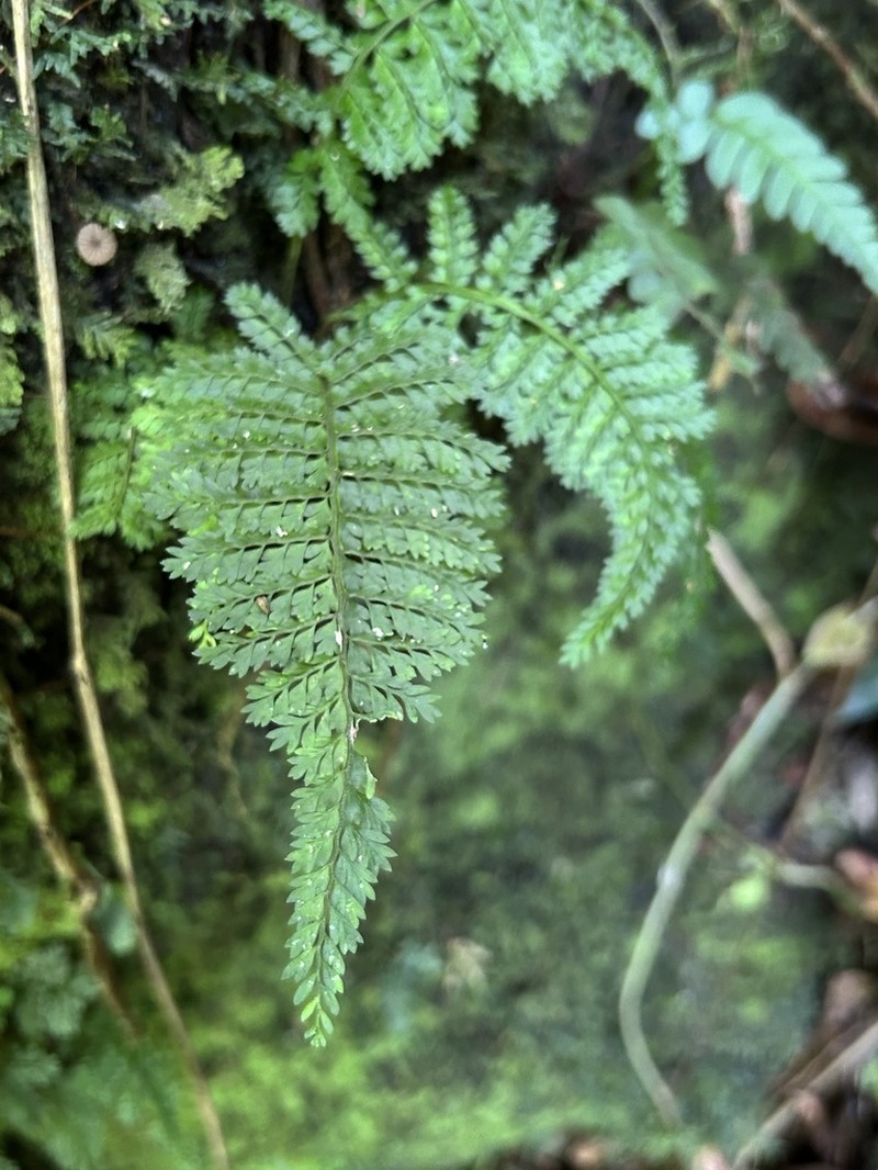 Rockledge Spleenwort photo 4
