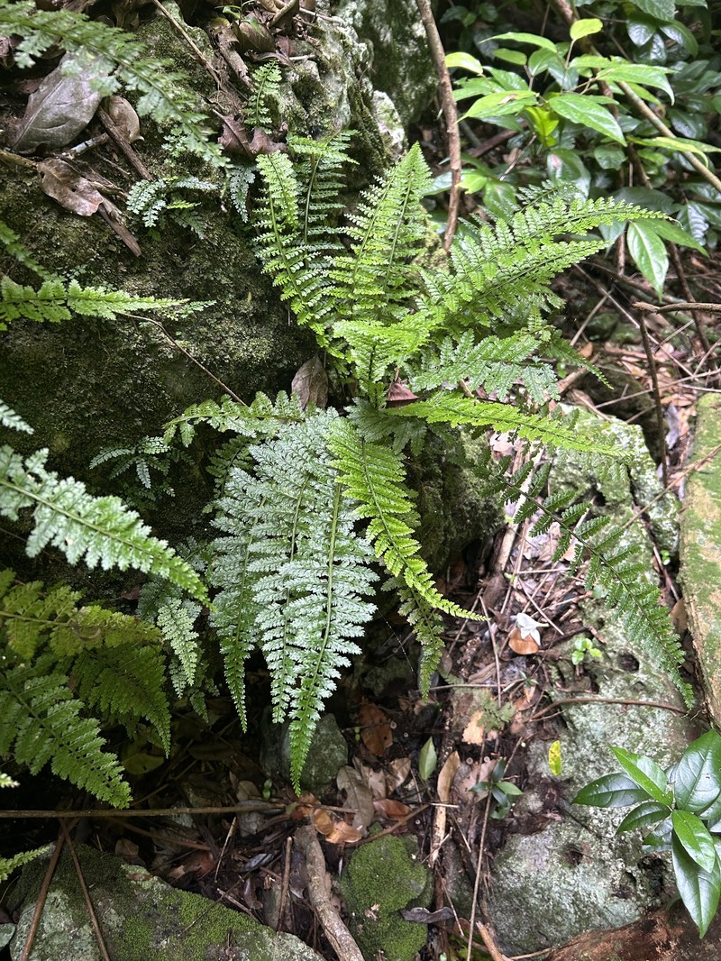 Rockledge Spleenwort photo 6