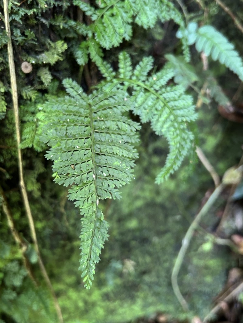Rockledge Spleenwort photo 7