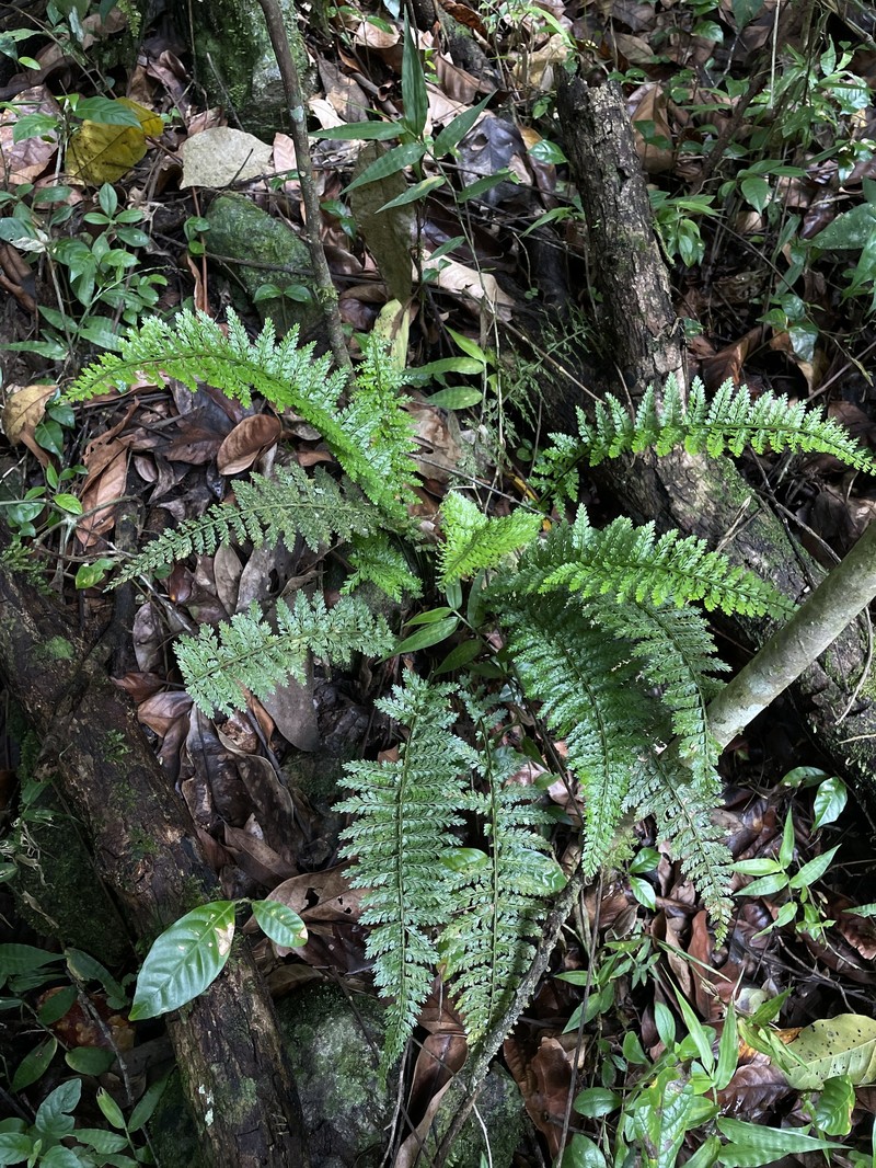 Rockledge Spleenwort photo 8