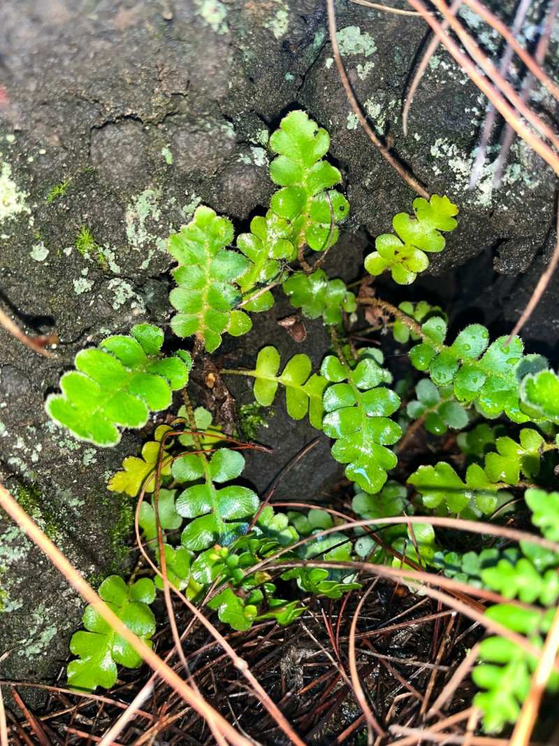 Asplenium octoploideum