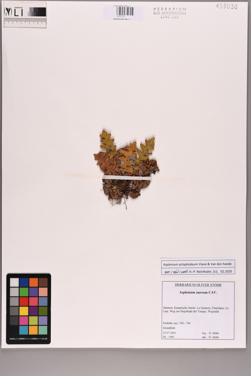 Asplenium octoploideum photo 3