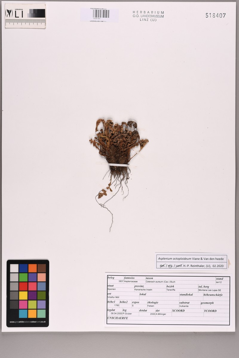 Asplenium octoploideum photo 4