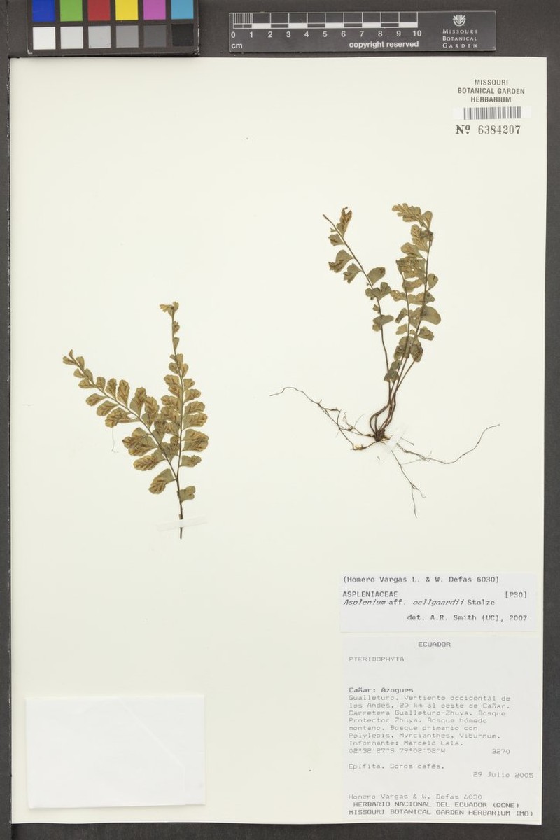 Asplenium oellgaardii photo 3