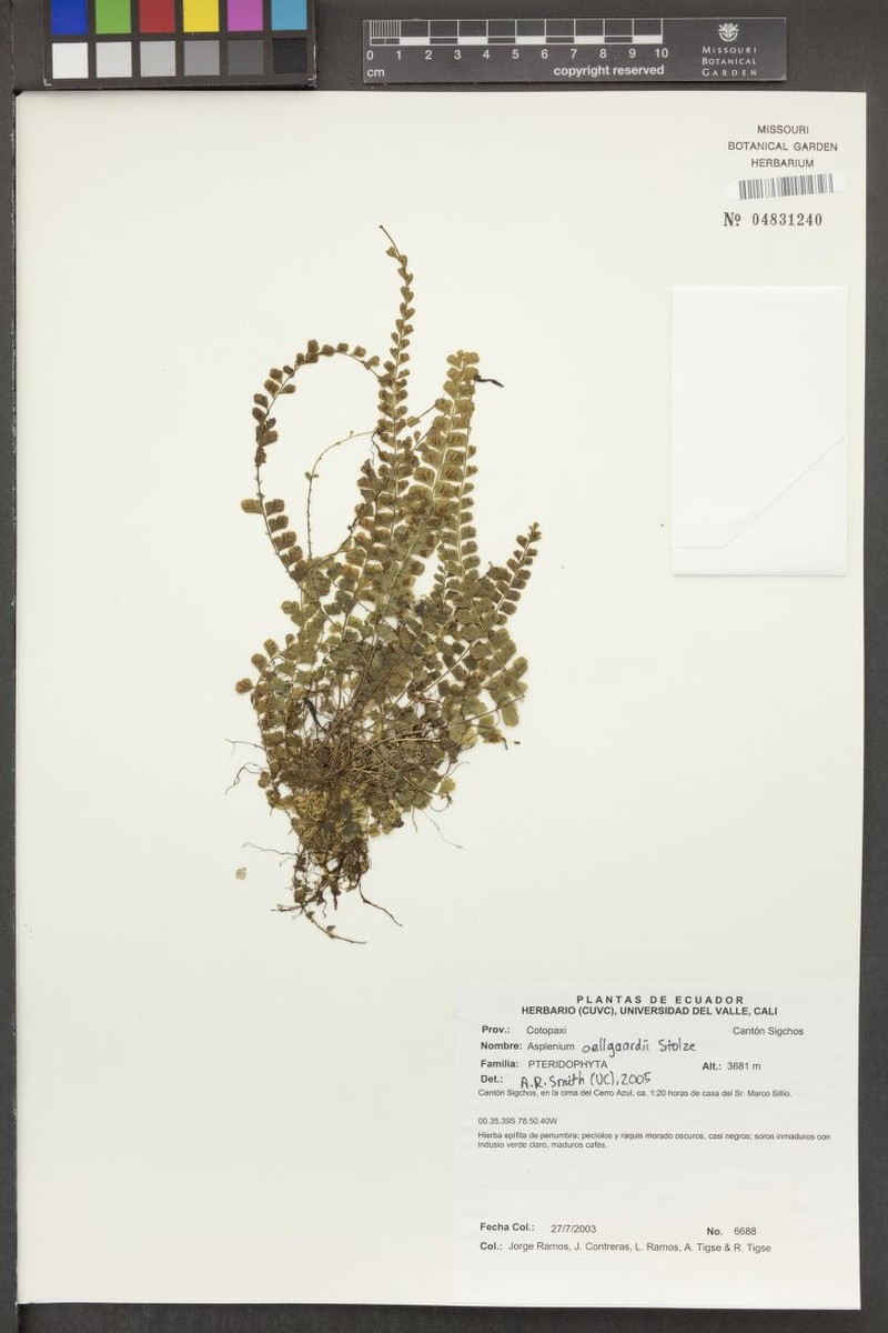 Asplenium oellgaardii photo 4