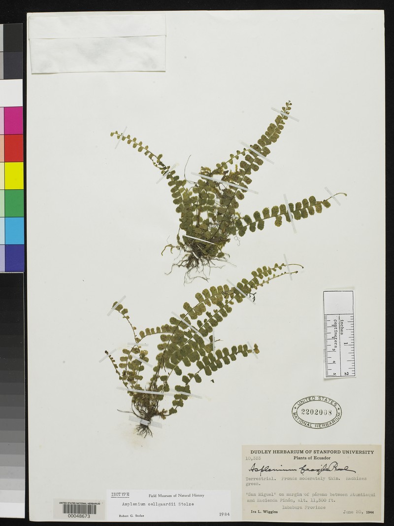 Asplenium oellgaardii