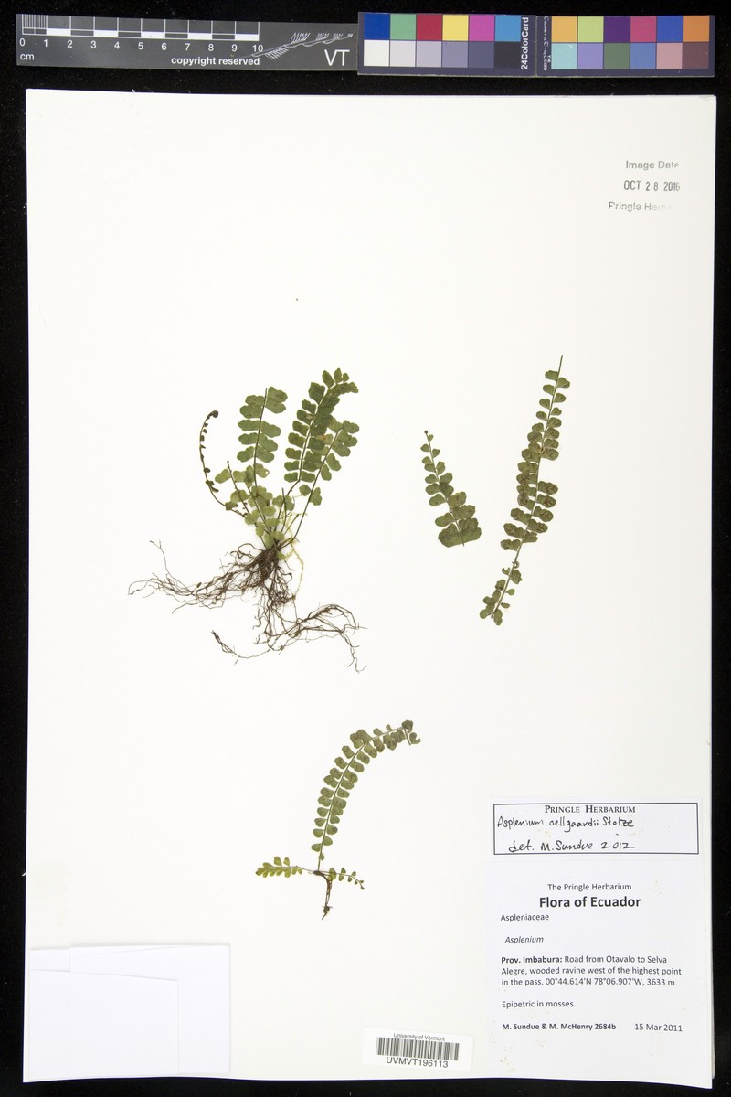 Asplenium oellgaardii
