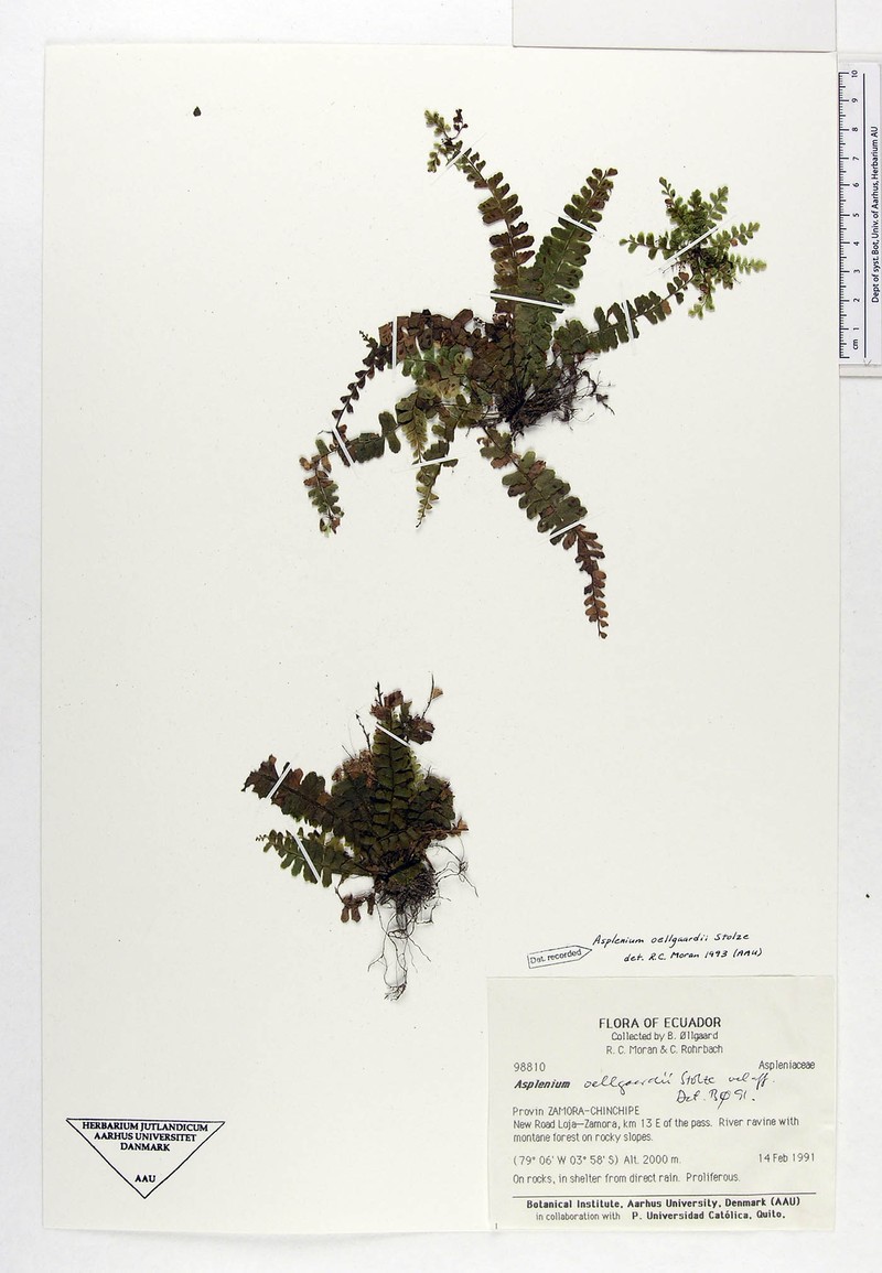 Asplenium oellgaardii photo 2