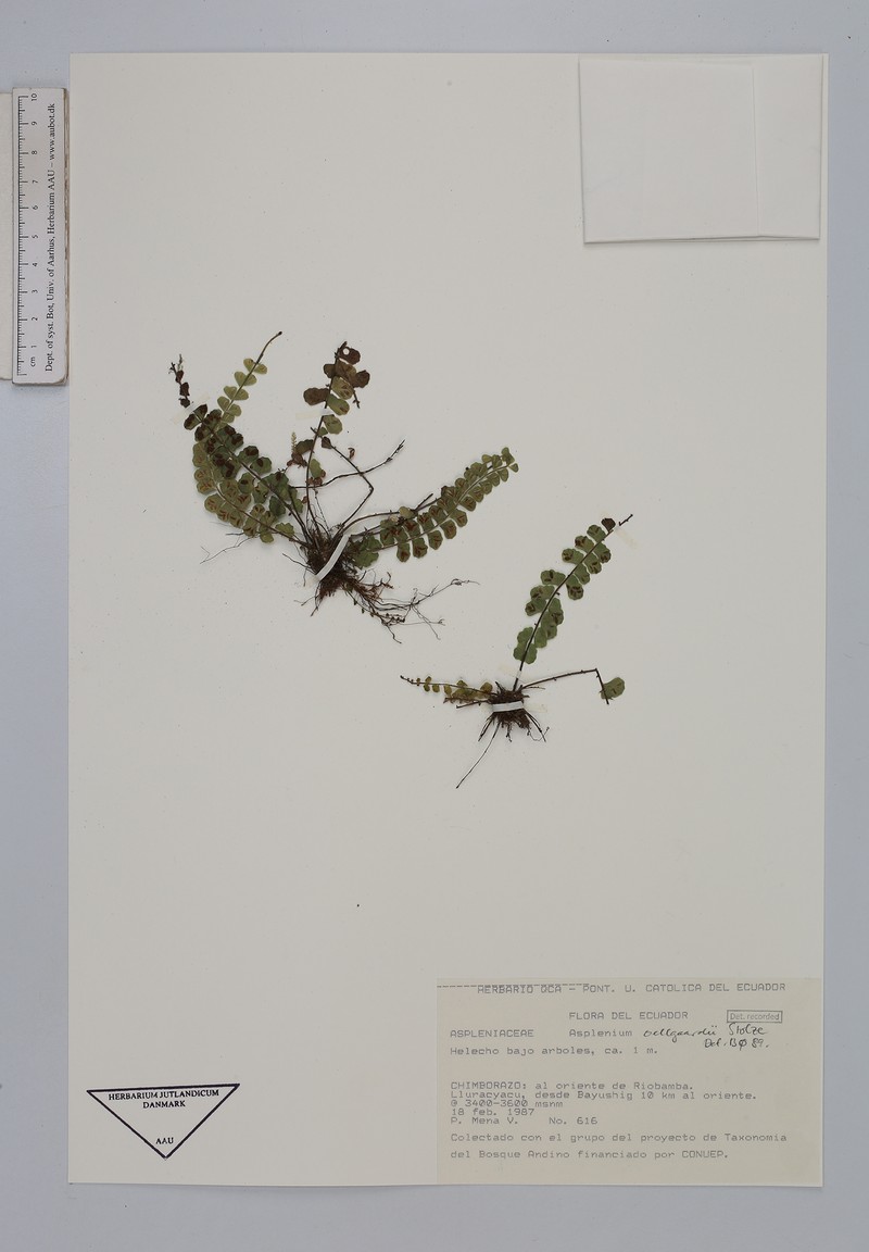 Asplenium oellgaardii photo 3