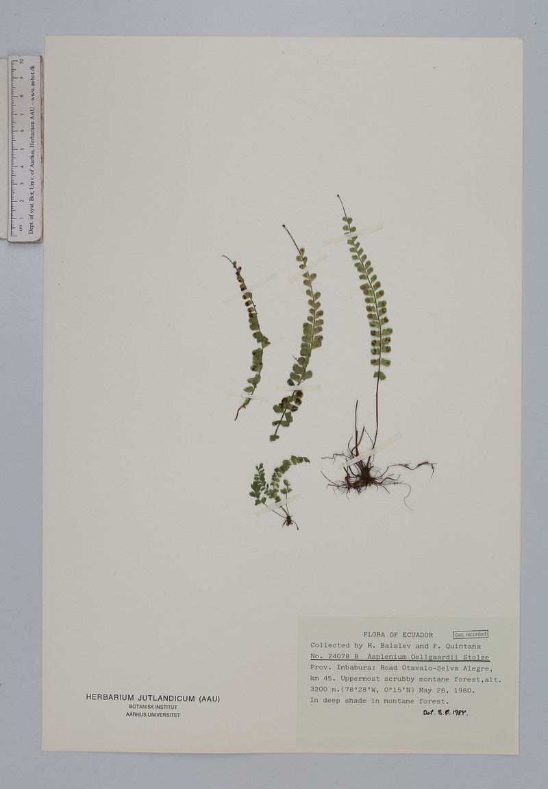 Asplenium oellgaardii photo 4