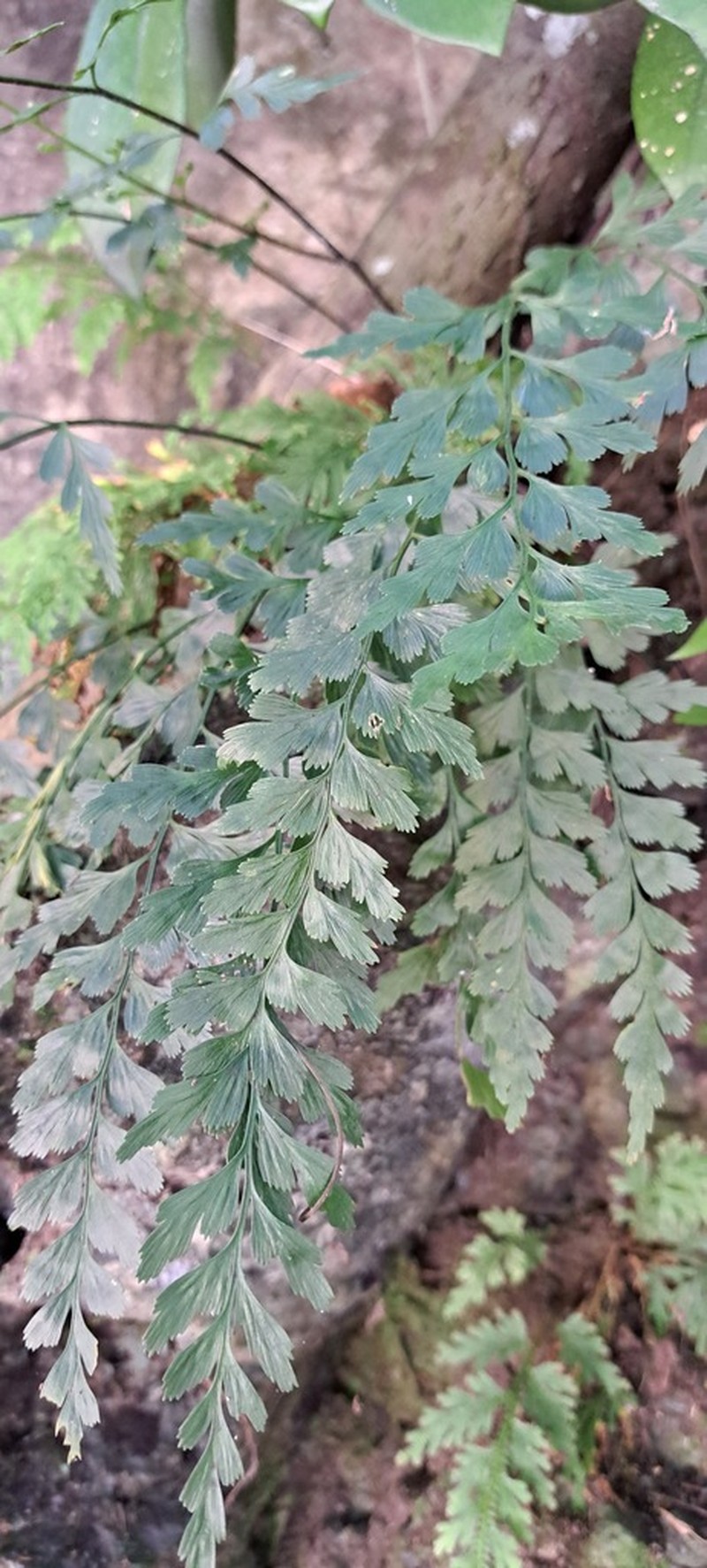 Asplenium oldhamii photo 2