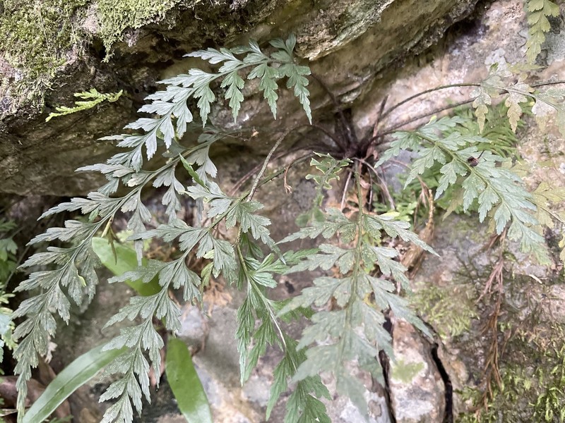 Asplenium oldhamii photo 3