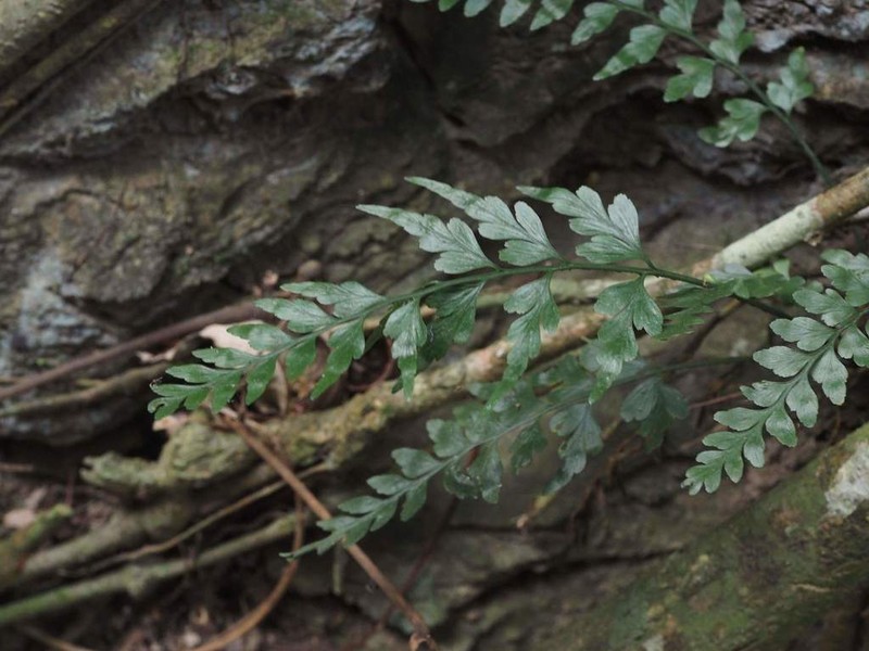 Asplenium oldhamii photo 4