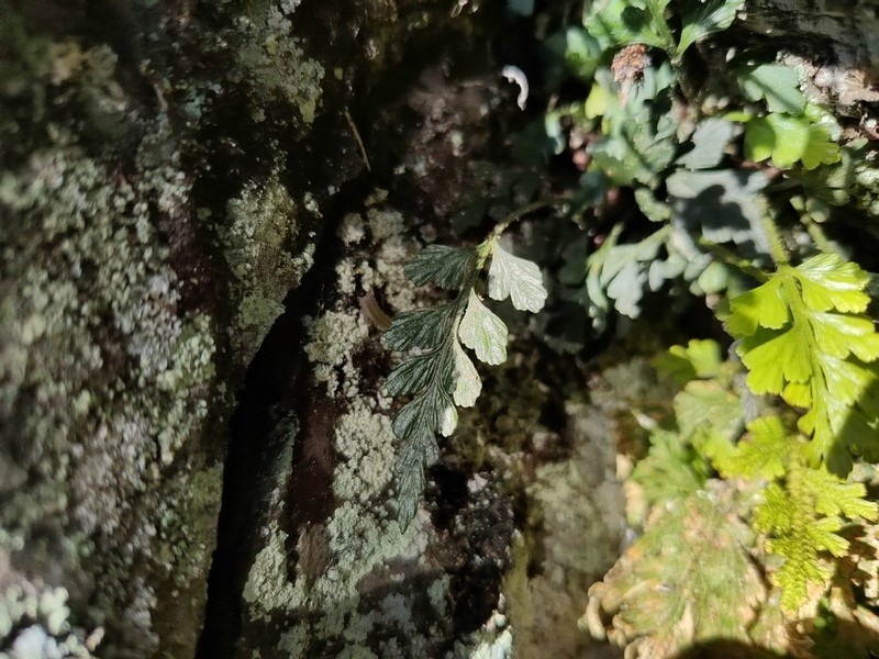 Asplenium oldhamii photo 5