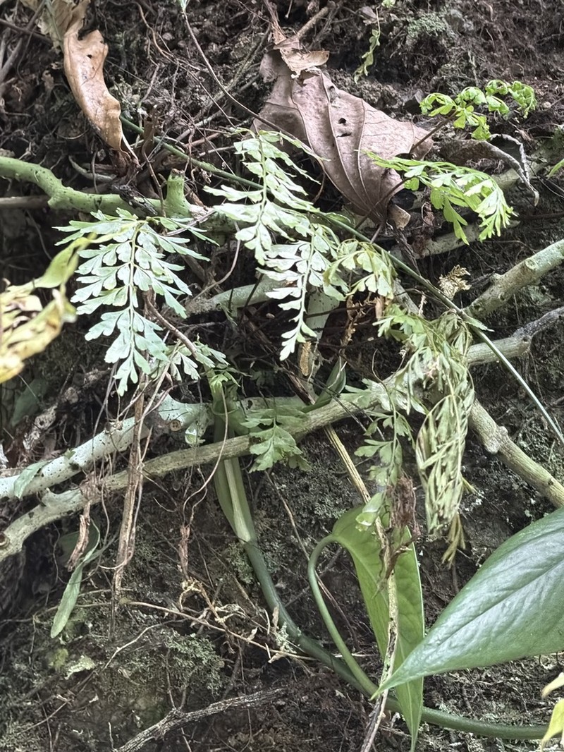 Asplenium oldhamii photo 6