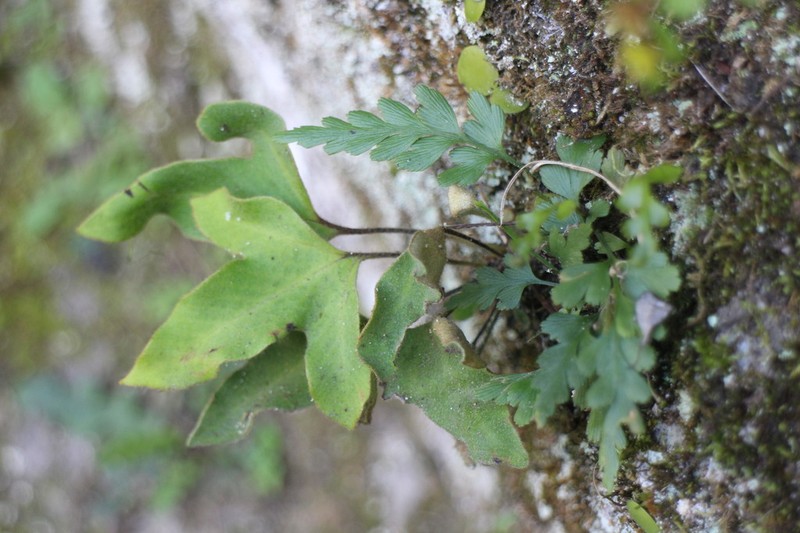 Asplenium oldhamii photo 7
