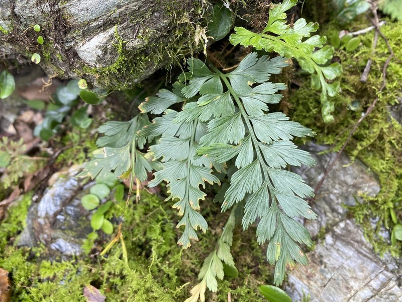 Asplenium oldhamii photo 8