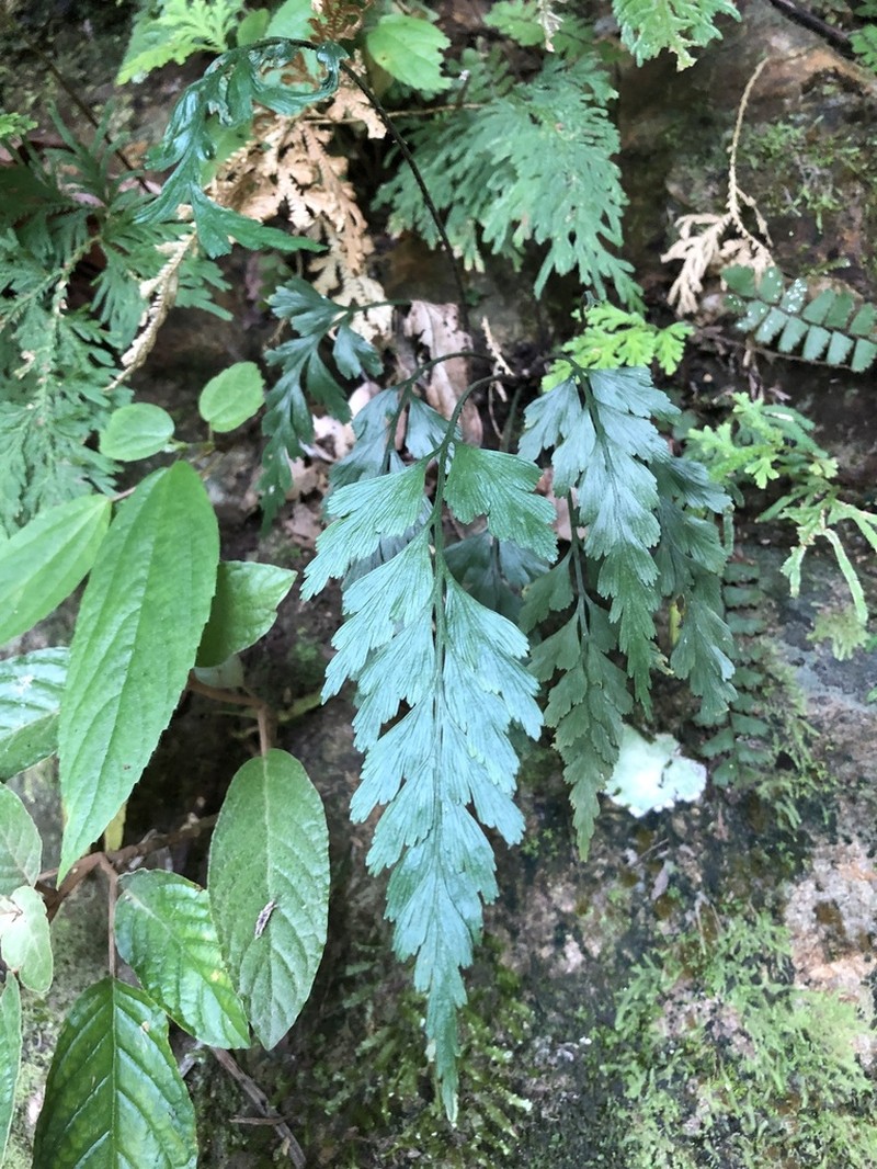 Asplenium oldhamii