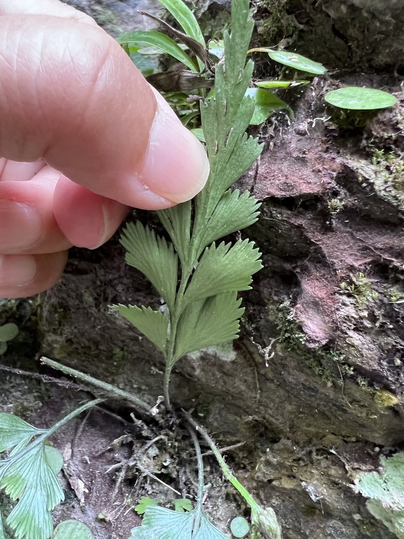 Asplenium oldhamii photo 2