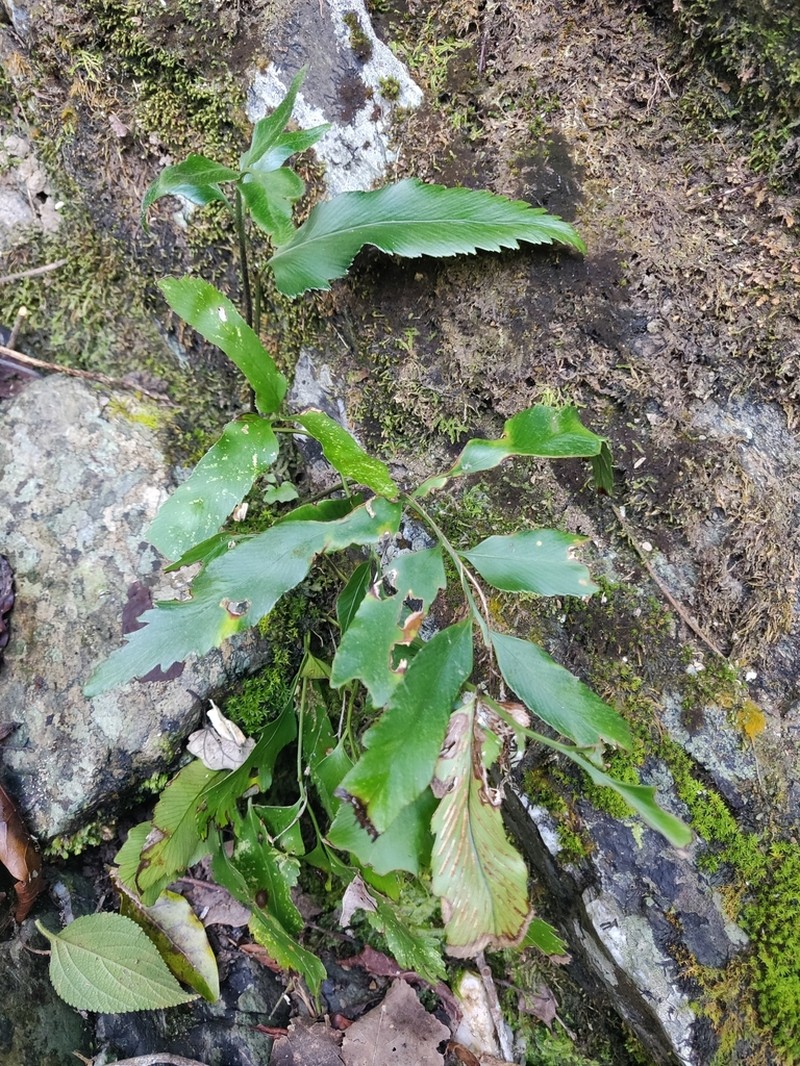 Asplenium oligolepidum photo 2