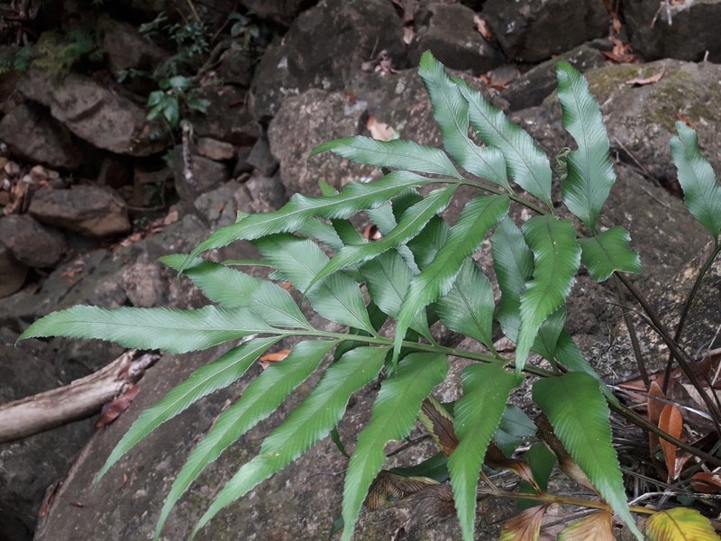 Asplenium oligolepidum photo 3