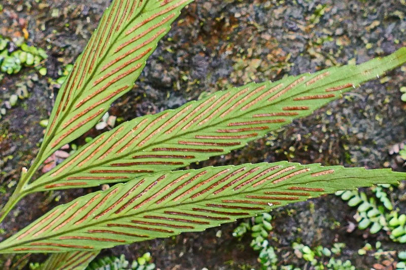 Asplenium oligolepidum photo 4