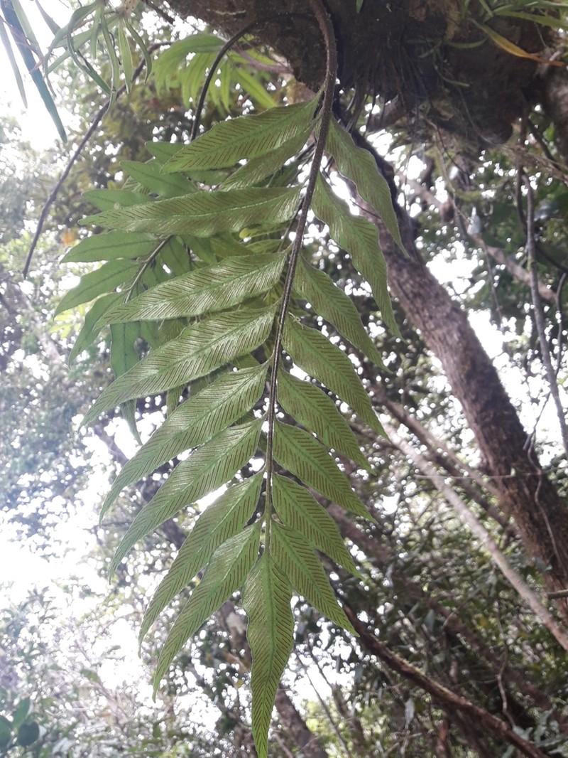 Asplenium oligolepidum photo 5