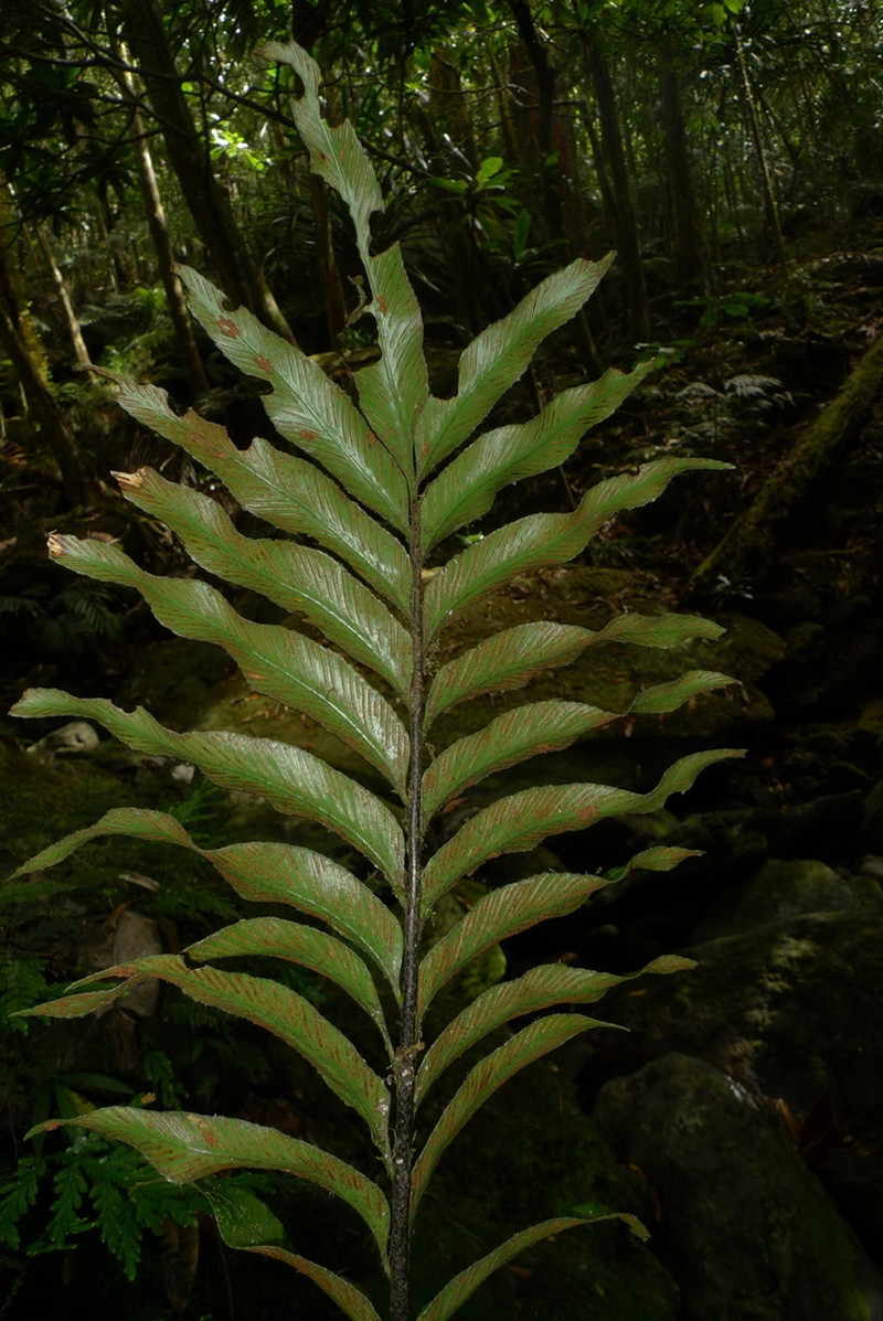 Asplenium oligolepidum photo 6