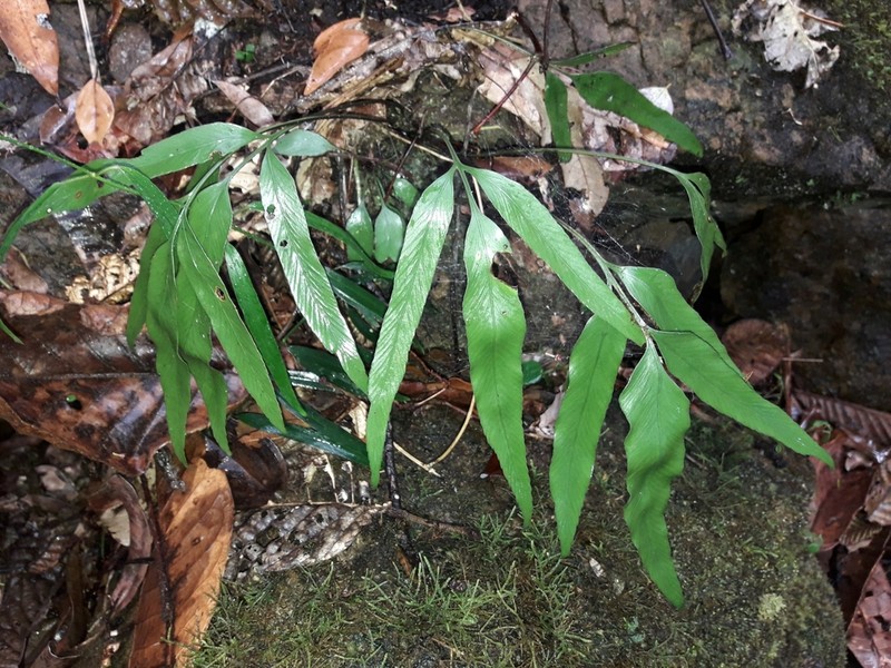 Asplenium oligolepidum photo 7