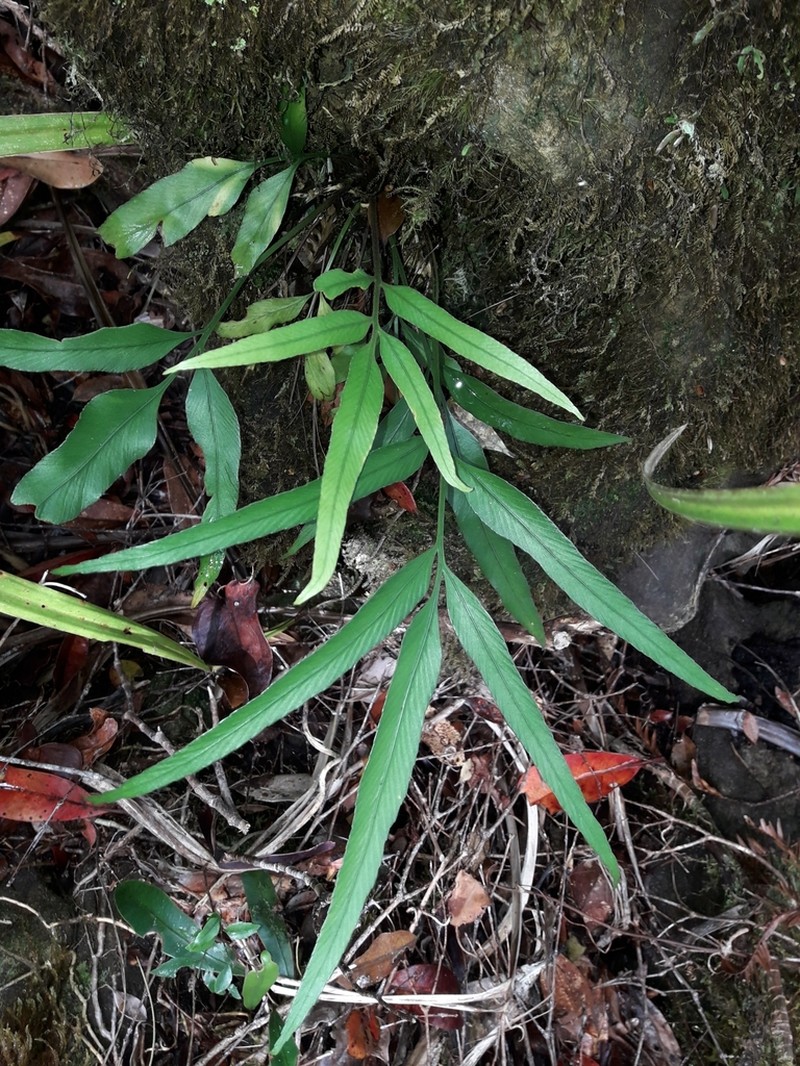 Asplenium oligolepidum photo 8