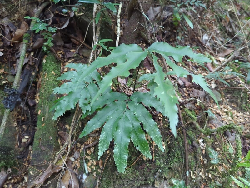 Asplenium oligolepidum