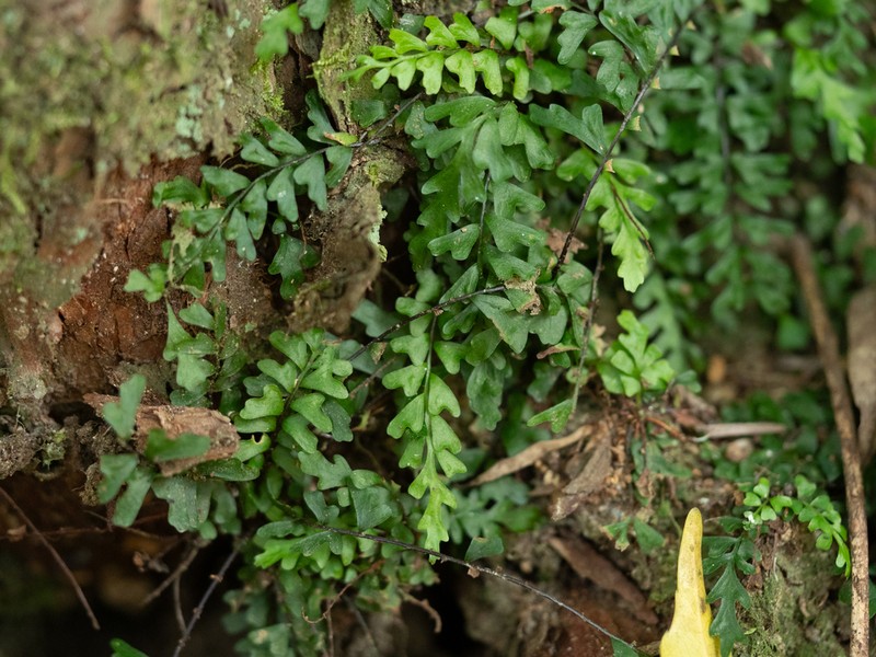 Asplenium oligophlebium photo 2