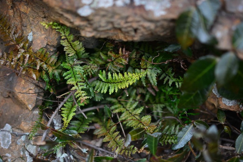 Asplenium oligophlebium photo 3