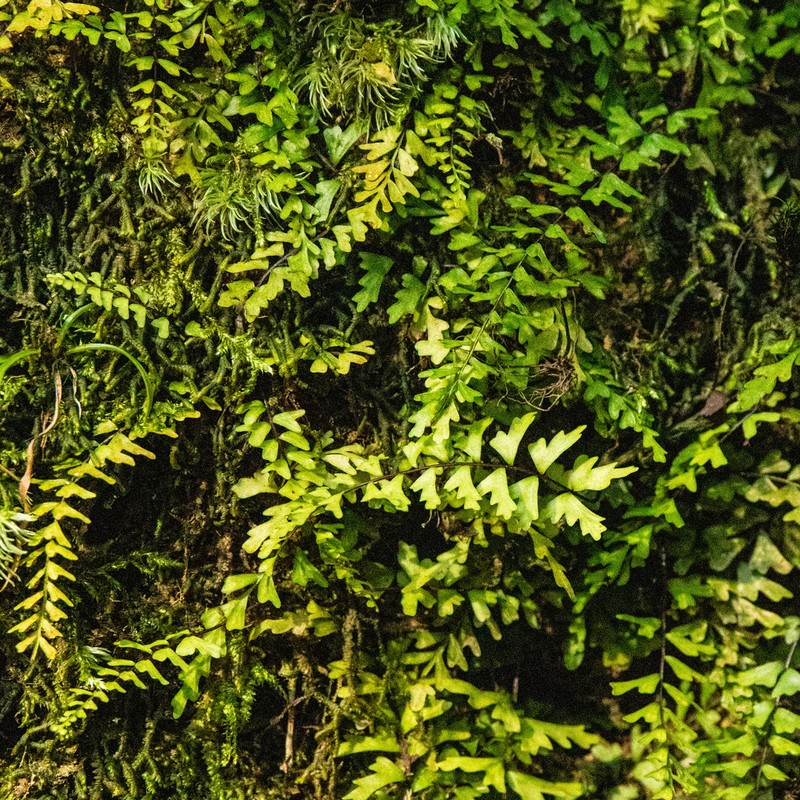 Asplenium oligophlebium photo 4
