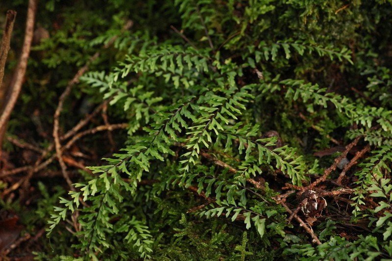 Asplenium oligophlebium photo 5