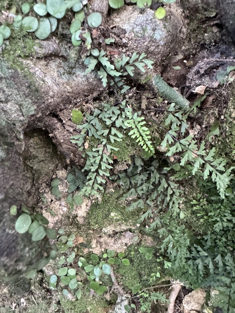 Asplenium oligophlebium photo 6