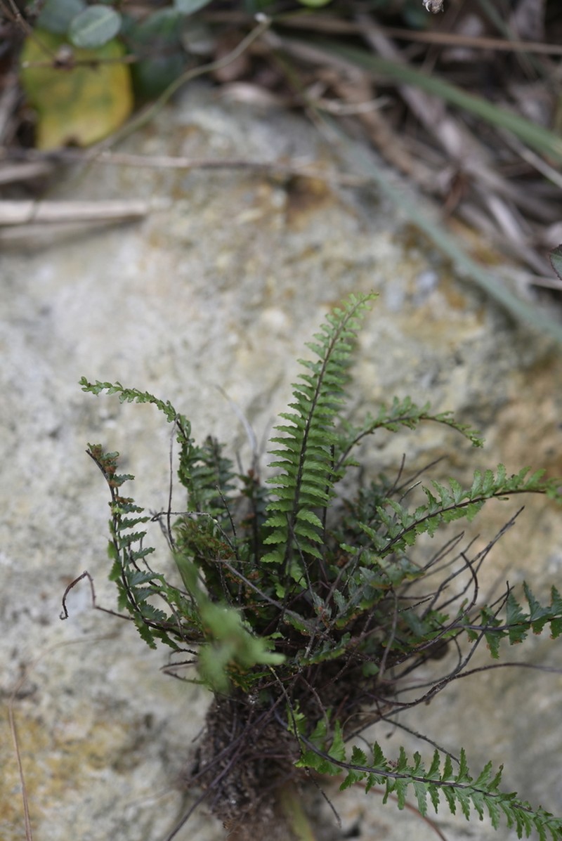 Asplenium oligophlebium photo 7