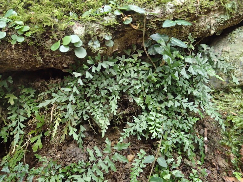 Asplenium oligophlebium photo 8
