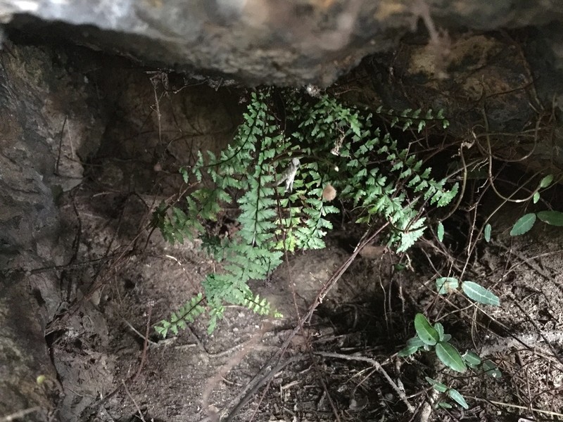 Asplenium oligophlebium