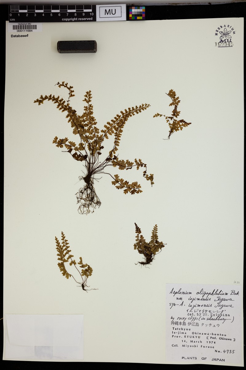 Asplenium oligophlebium var. iezimaense