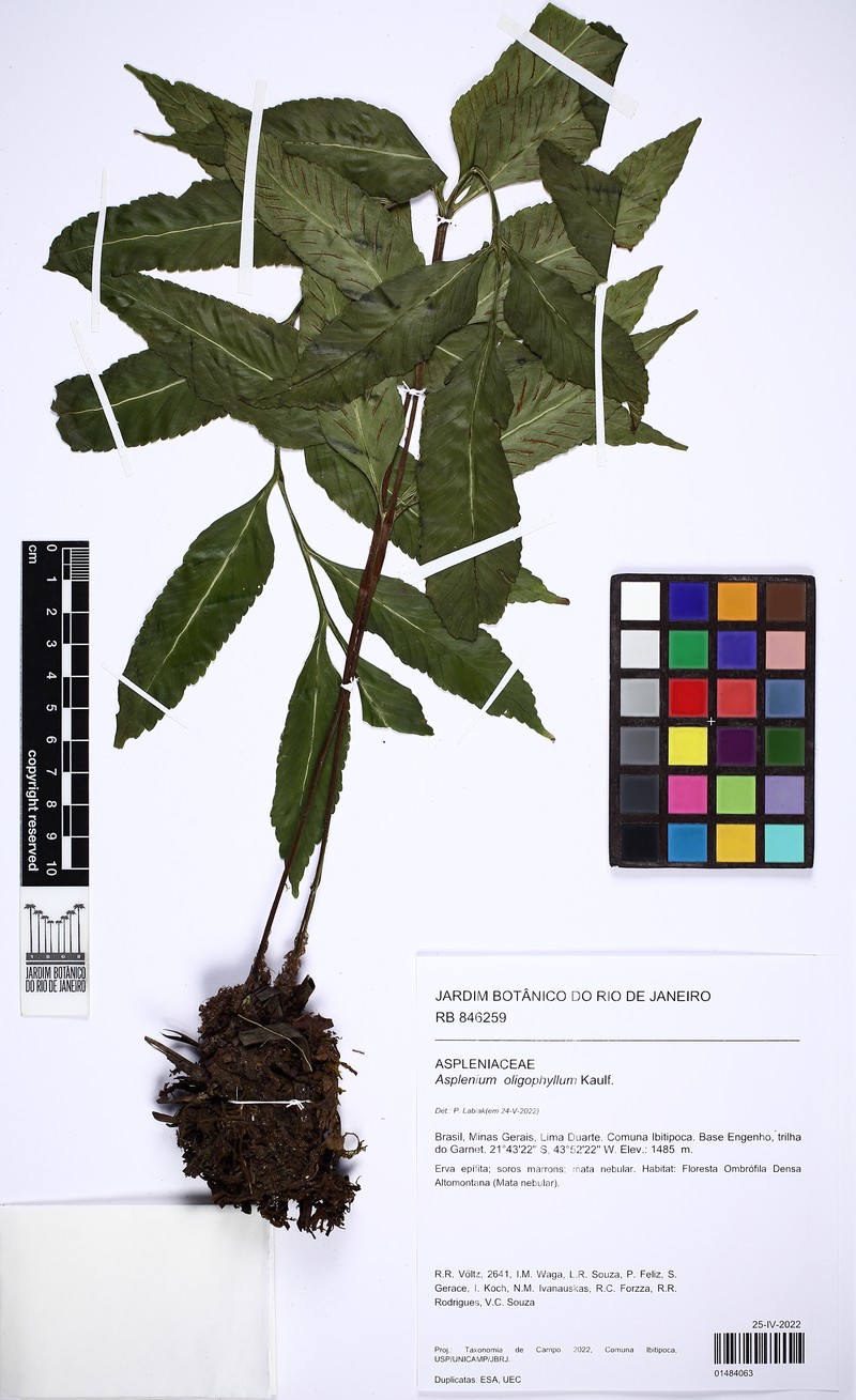 Asplenium oligophyllum