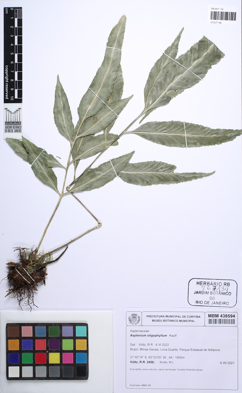 Asplenium oligophyllum photo 2