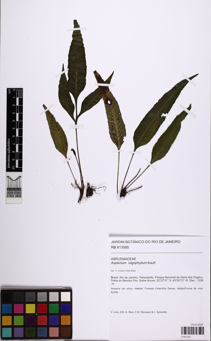 Asplenium oligophyllum photo 3