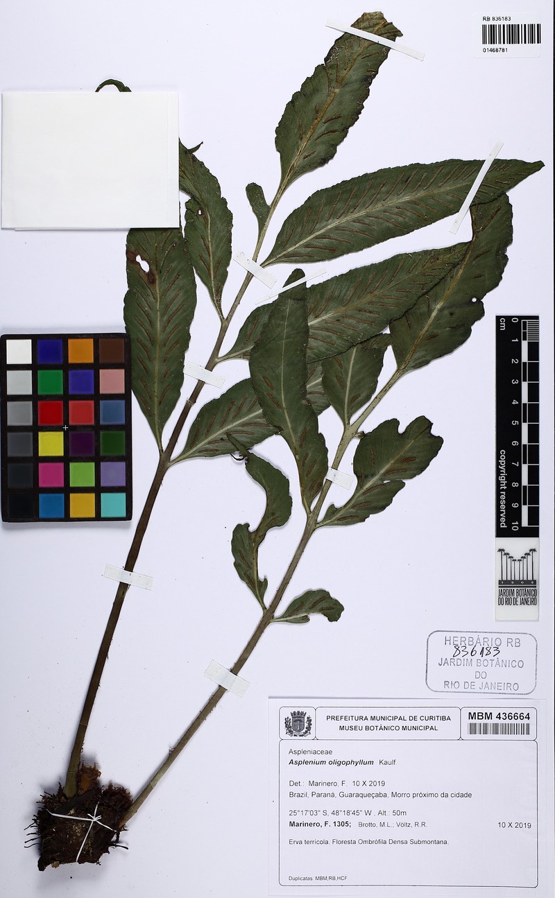 Asplenium oligophyllum photo 4