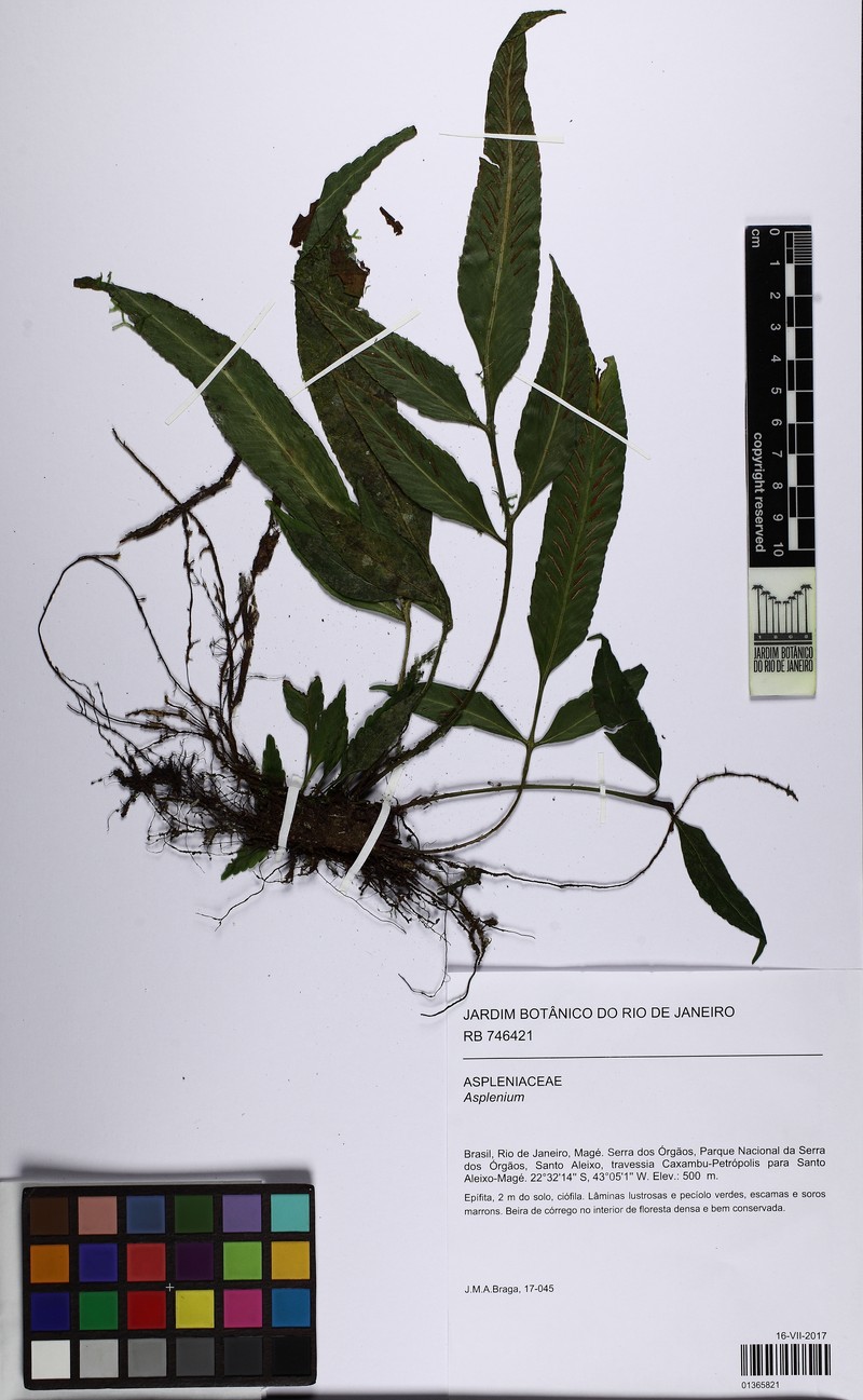 Asplenium oligophyllum photo 5