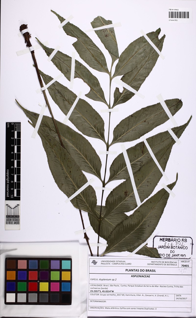 Asplenium oligophyllum photo 6