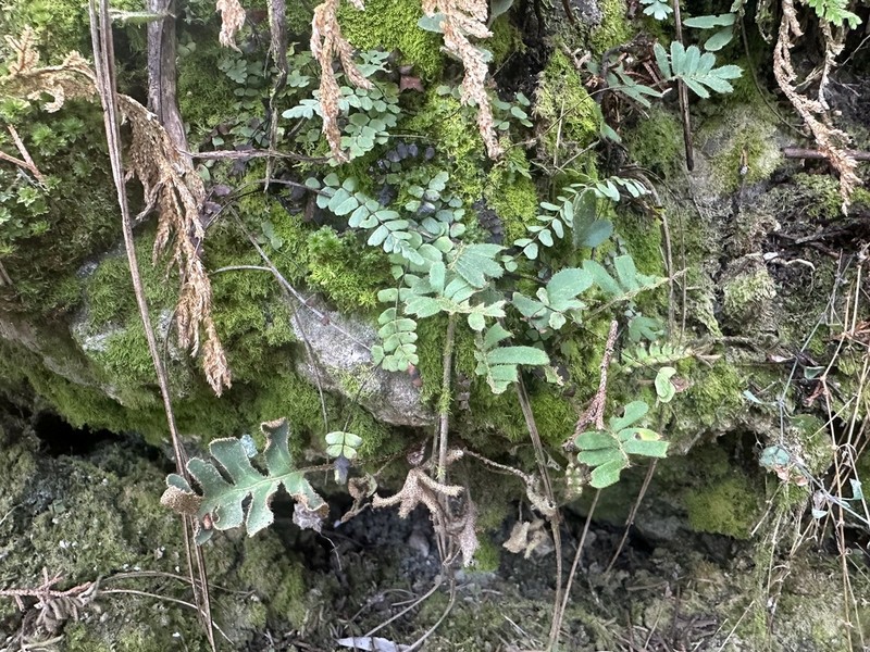 Asplenium olivaceum